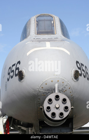 GAU-8 Avenger gun on the front of an A-10 Thunderbolt of USAFE`s 81st Fighter squadron, Geilenkirchen Airfield, Germany. Stock Photo